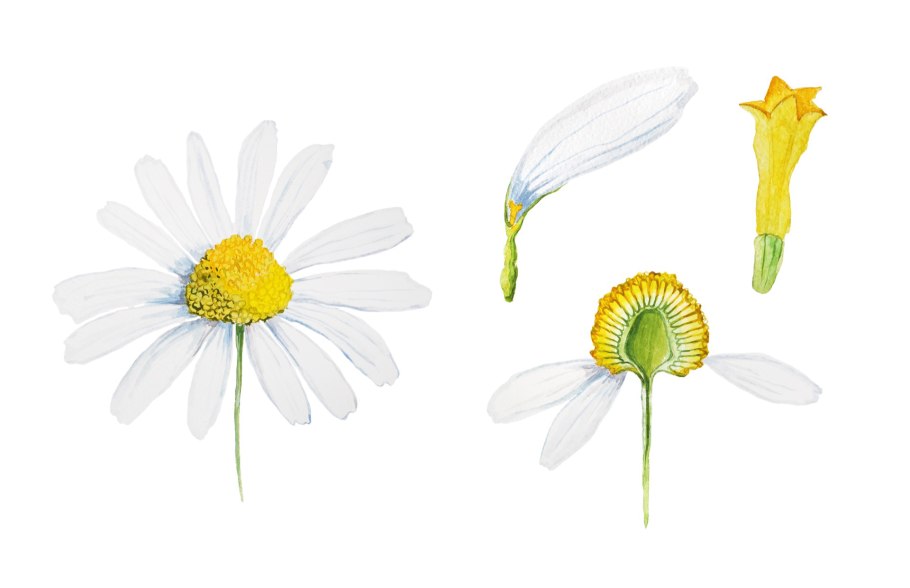 Ромашка аптечная Chamomilla recutita гербарий