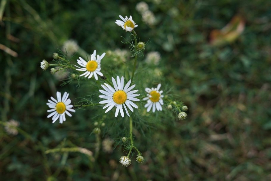 Лечебная Ромашка нивяник