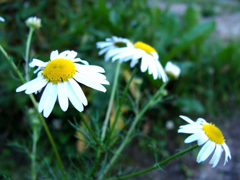 Соцветие корзинка Ромашка