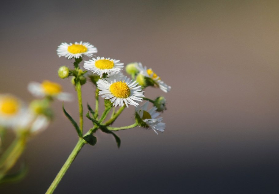 Ромашка Ботанический разбор