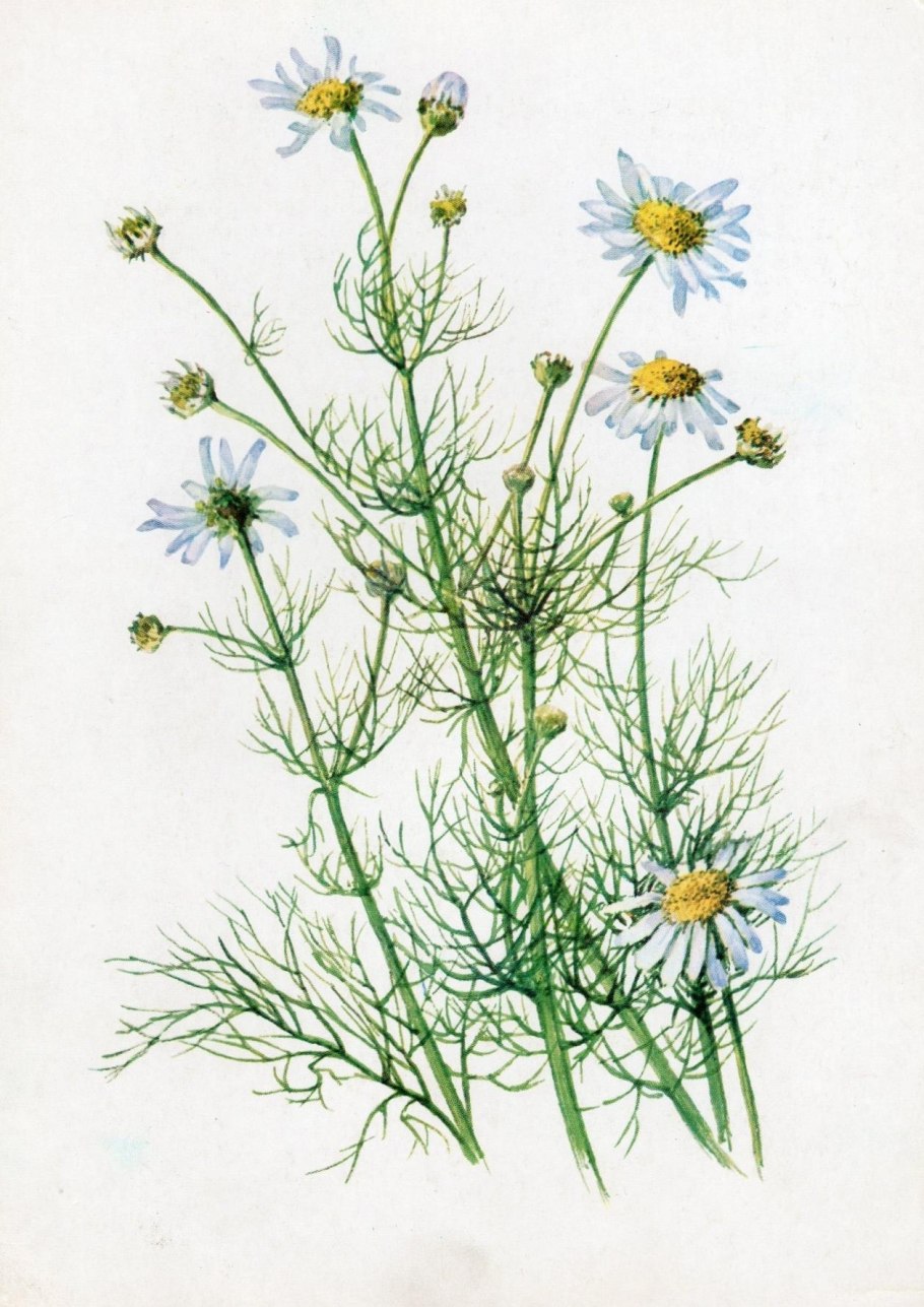 Паспорт растения Ромашка