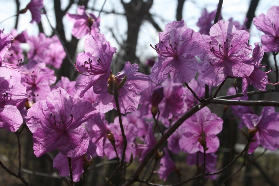 Rhododendron schlippenbachii (Азалия, рододендрон