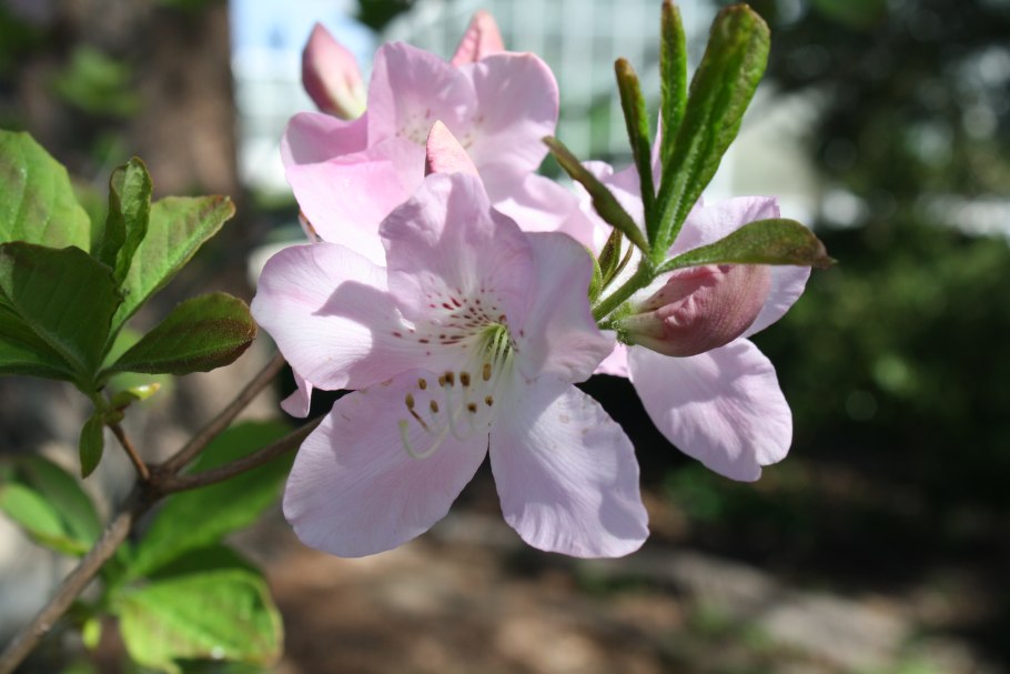 Рододендрон mucronulatum