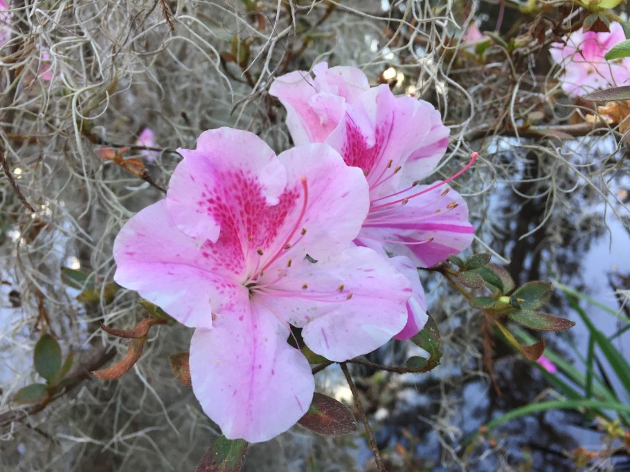 Rhododendron schlippenbachii (Азалия, рододендрон