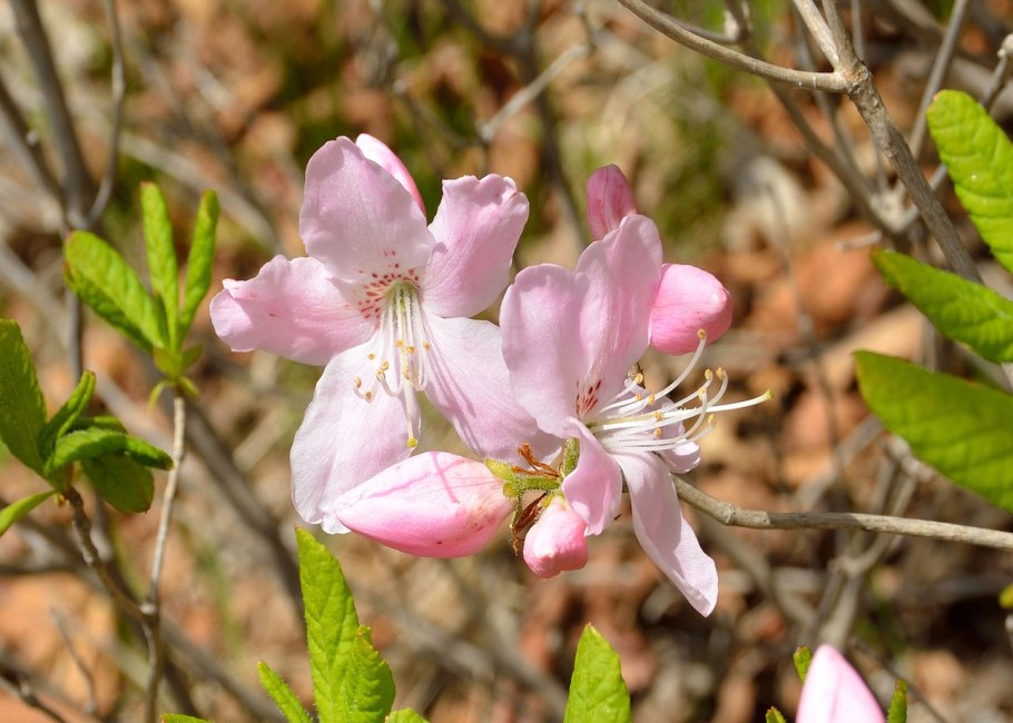 Rhododendron schlippenbachii Ботаническая иллюстрация
