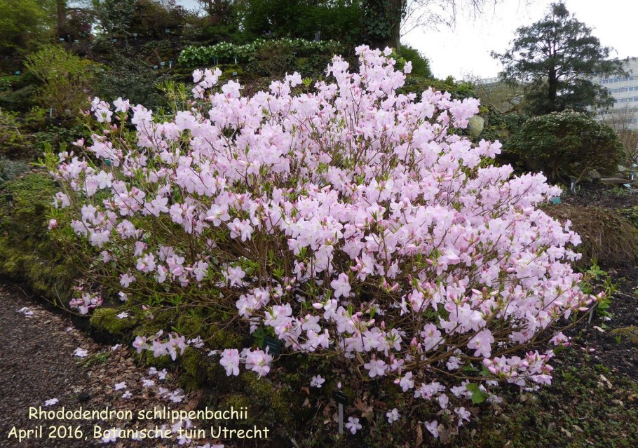 Rhododendron schlippenbachii (Азалия, рододендрон