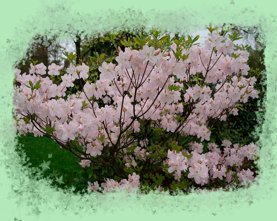 Рододендрон Вазея Rhododendron vaseyi