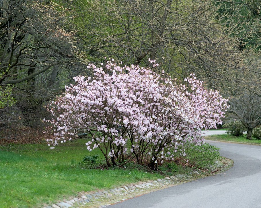 Rhododendron quinquefolium