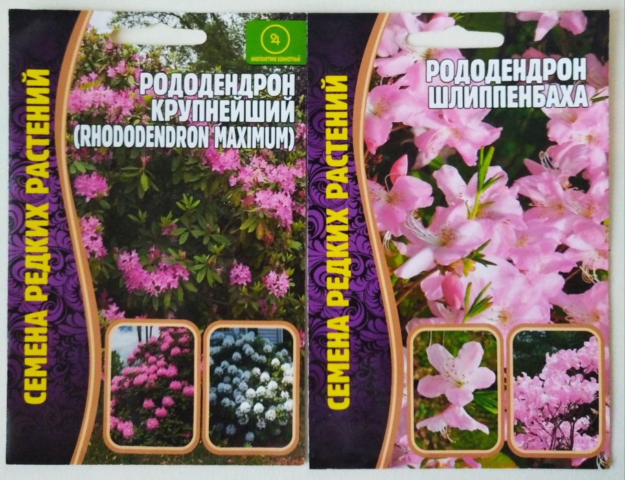 Рододендрон Шлиппенбаха раскраска