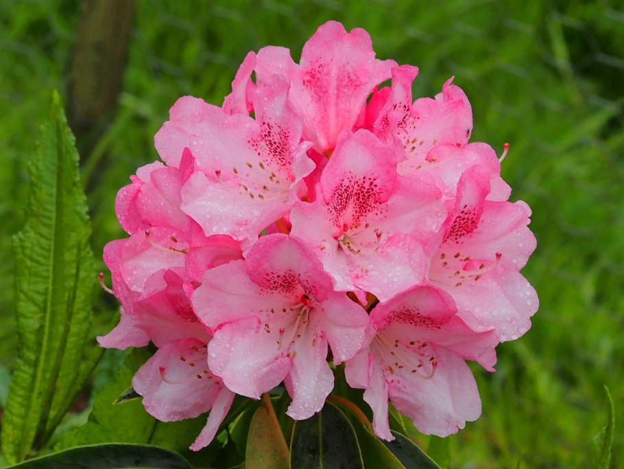 Rhododendron schlippenbachii Max.