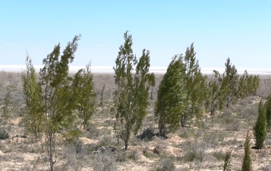 Саксаул Зайсанский