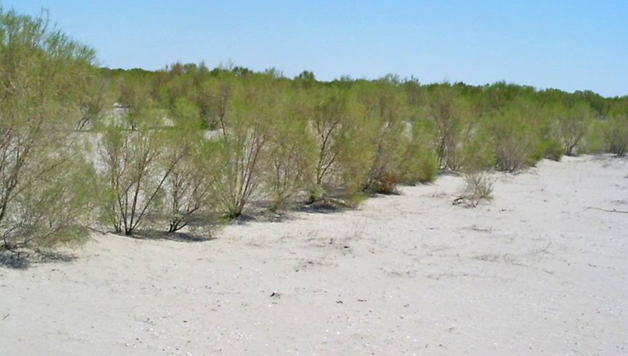 Саксаул листья