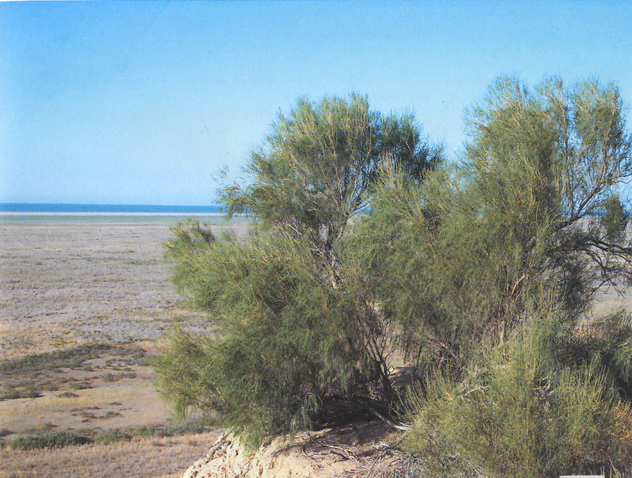 Саксаул в пустыне