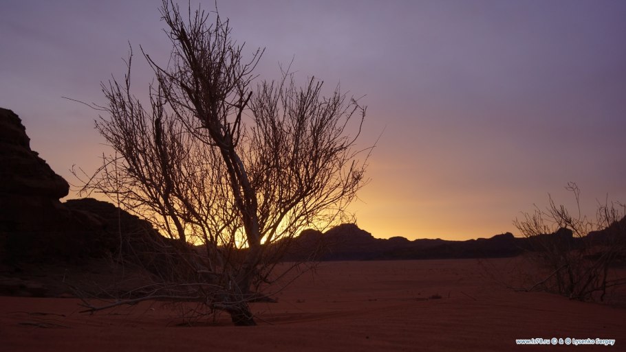 САКСАУЛОВЫЙ лес