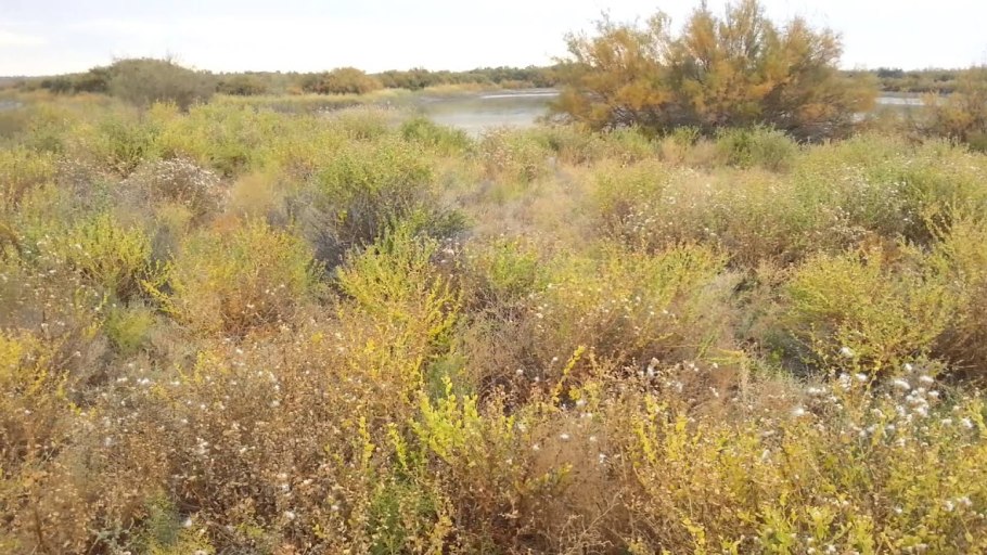 Саксаул белый цветение