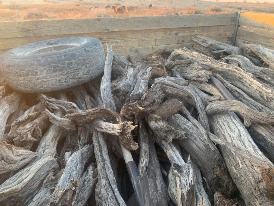 Пустыне Туркменистане саксаул