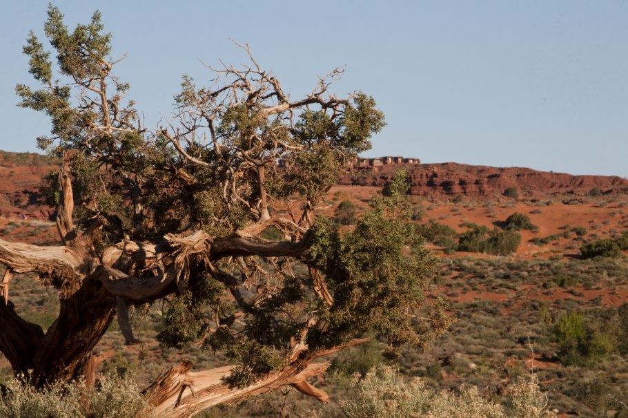 Саксаул Аральское море