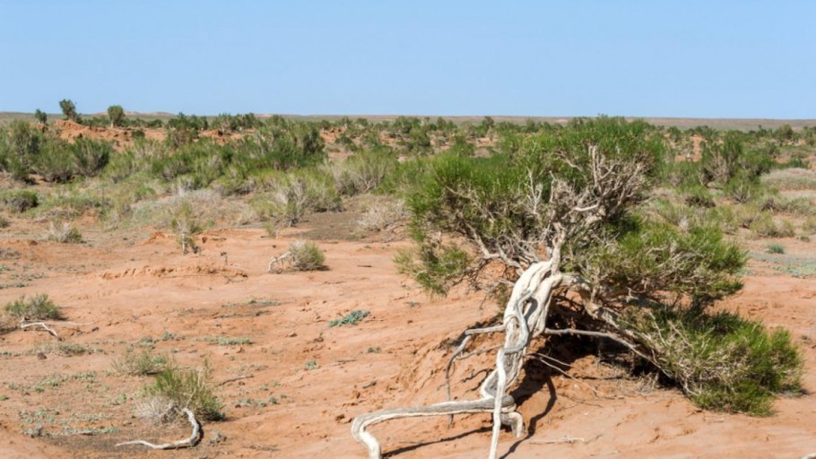 Джузгун растение пустыни