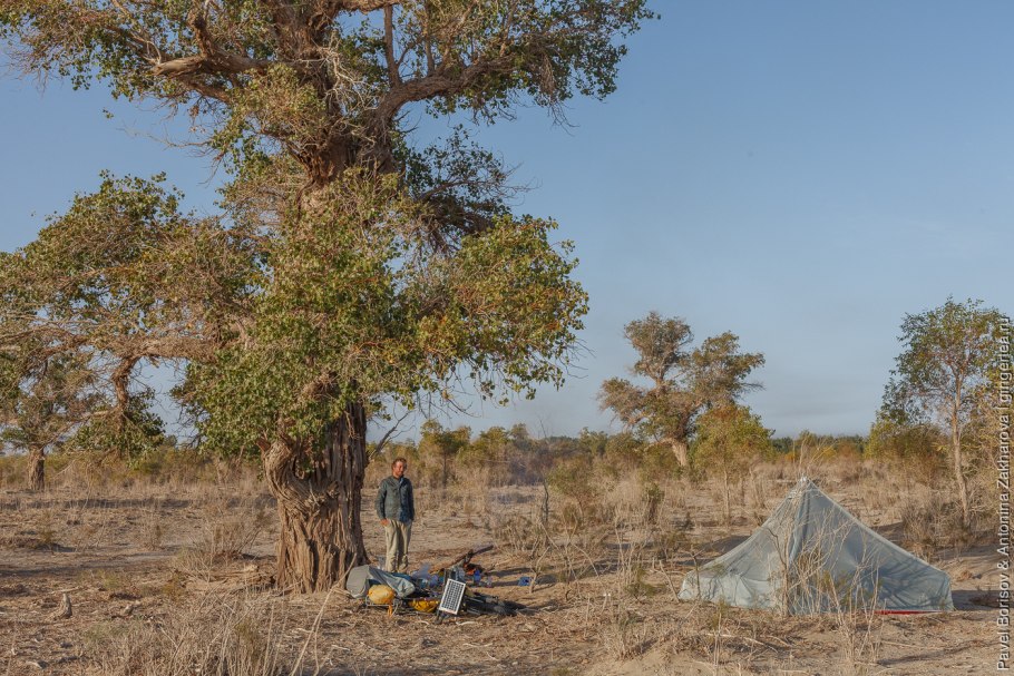 Саксаул растение пустыни цветение