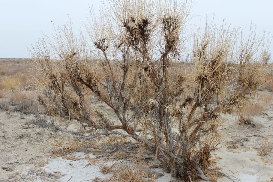 Саксаул черный Haloxylon aphyllum