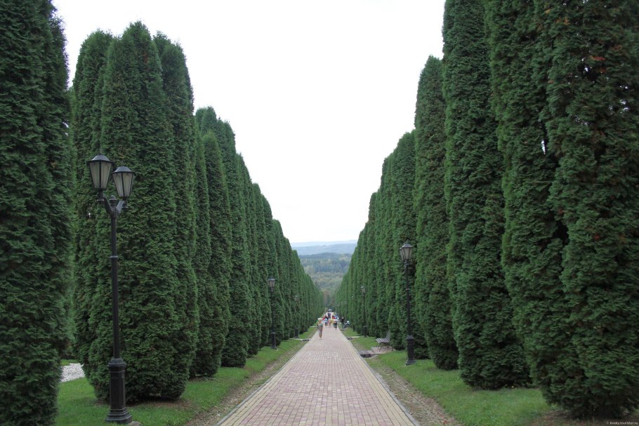 Кипарис вечнозеленый ‘пирамидальный’ — Cupressus sempervirens l. ‘pyramidalis’