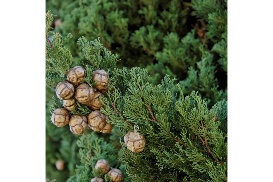 Кипарис вечнозеленый (Cupressus sempervirens)