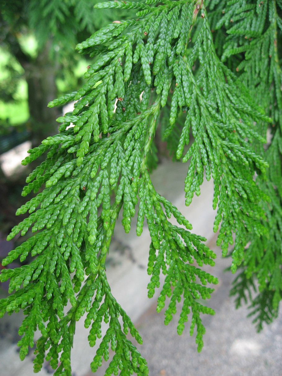 Thuja plicata Арборвита