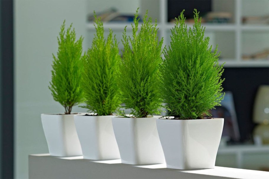 Кипарис Купрессус