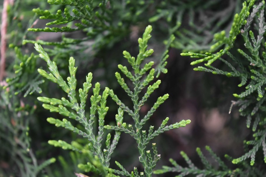 Кипарис вечнозеленый хвоя