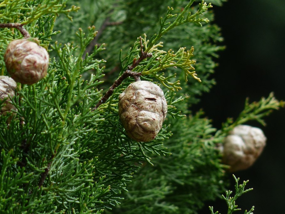 Кипарис вечнозеленый (Cupressus sempervirens)
