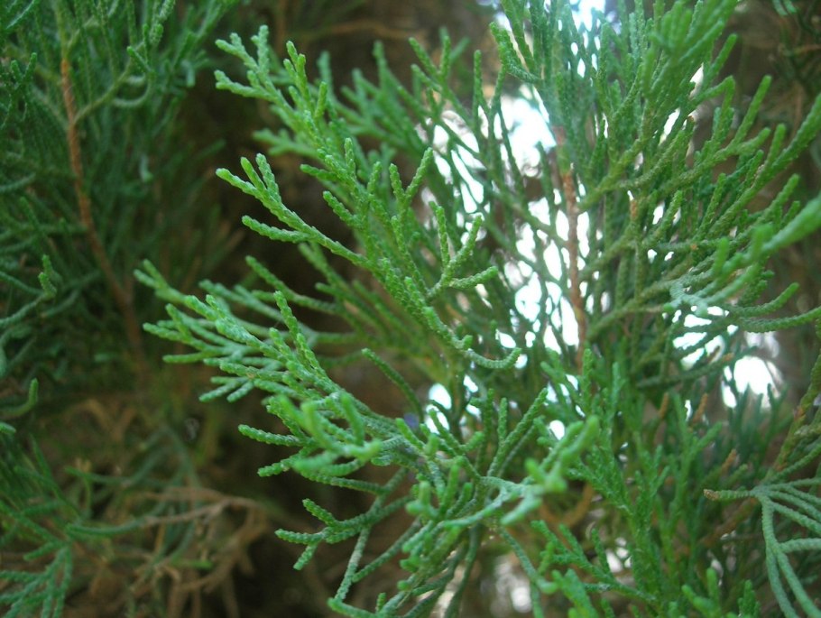 Кипарис гваделупский