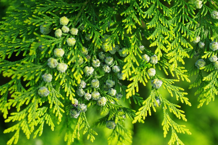 Туя Кипарис можжевельник