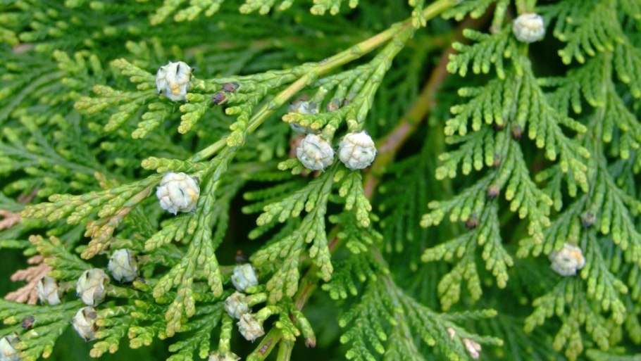 Кипарисовик горохоплодный шишки