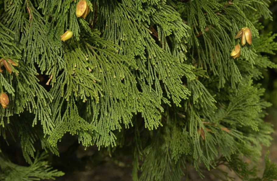 Кипарис вечнозеленый (Cupressus sempervirens)