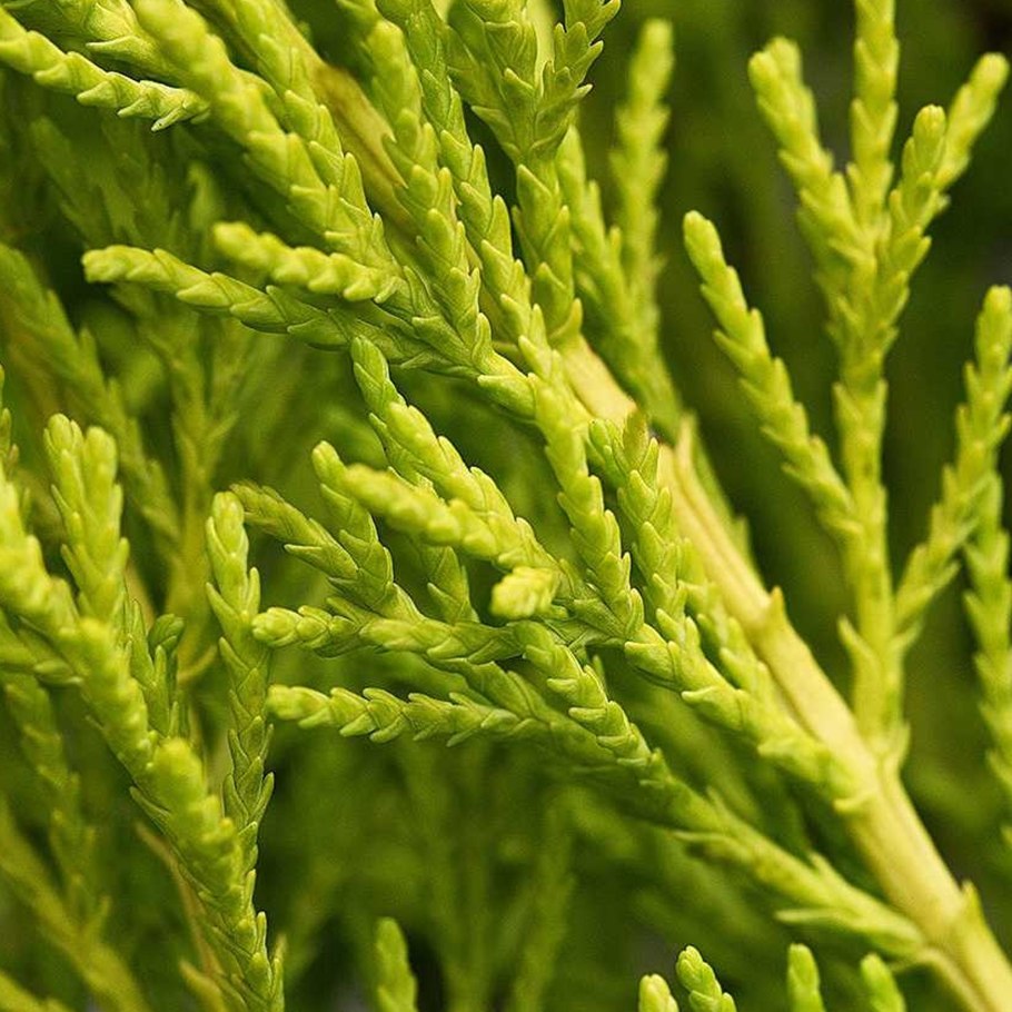 Кипарис Cupressus