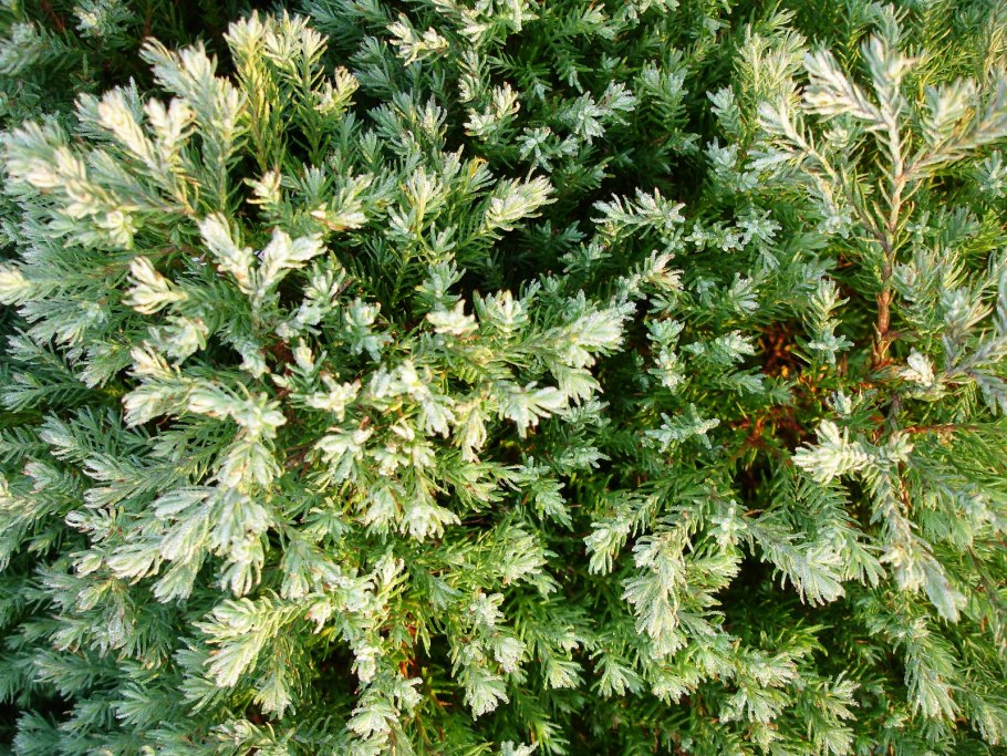 Кипарис вечнозеленый хвоя