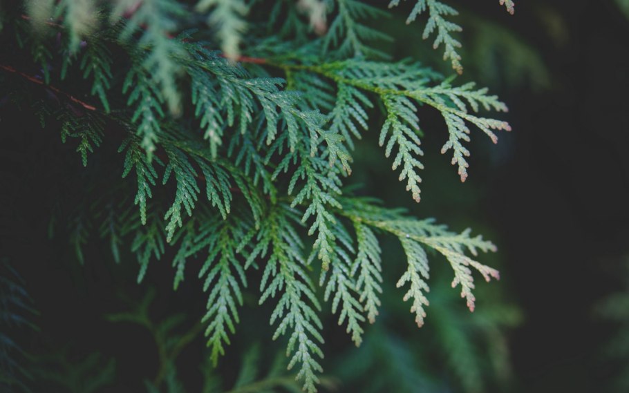 Папоротник Кипарис