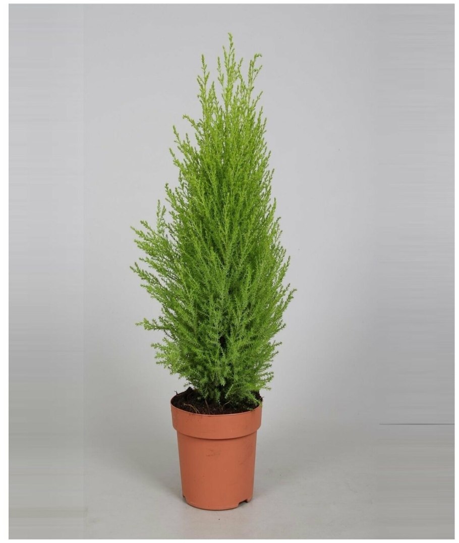 Кипарис вечнозеленый (Cupressus sempervirens)