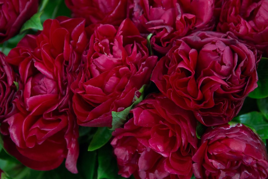 Paeonia 'Alesia'