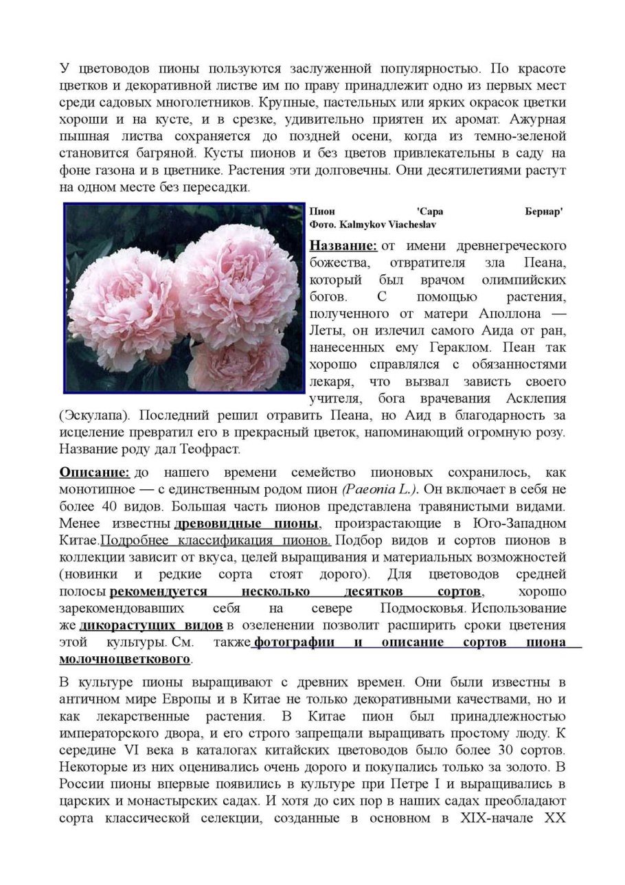 Пион травянистый Ливингстон