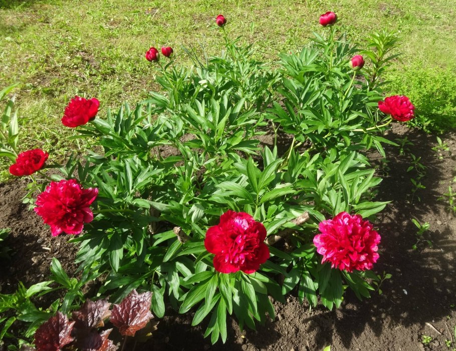 Officinalis rubra Plena пион
