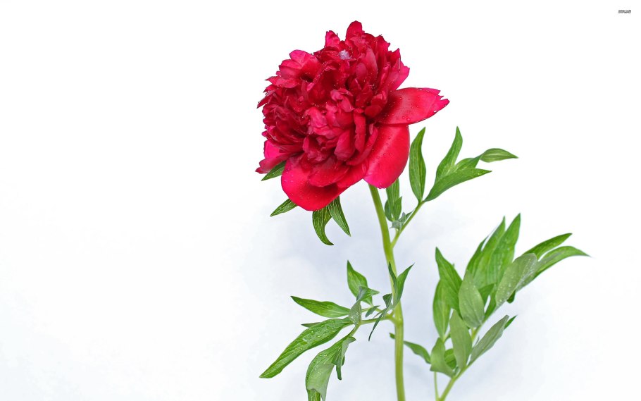 Пион herbaceous Peony
