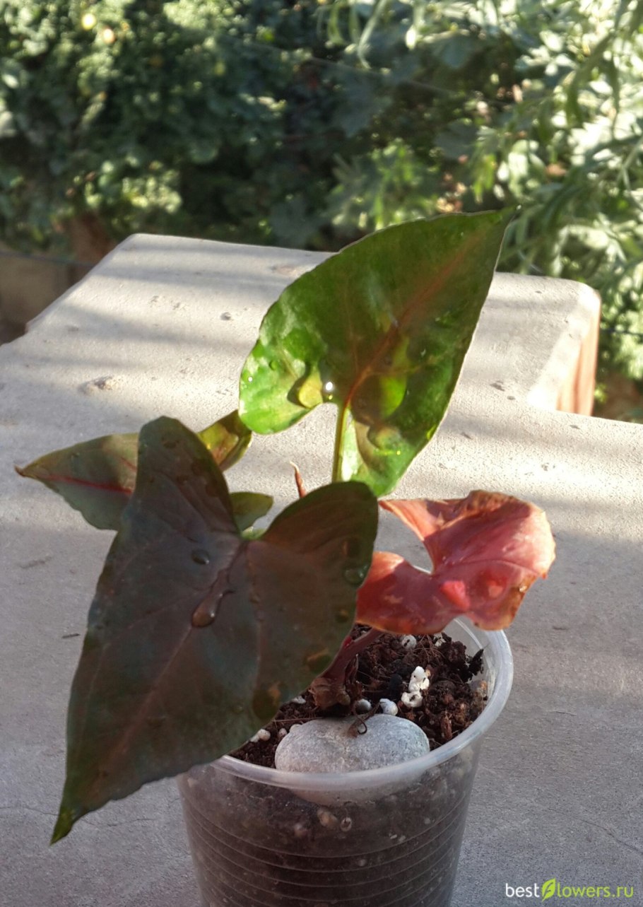 Аарон Браун сингониум