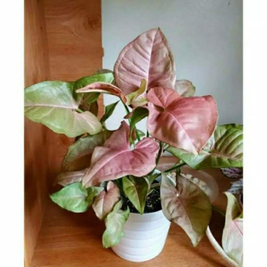 Цветок до и после