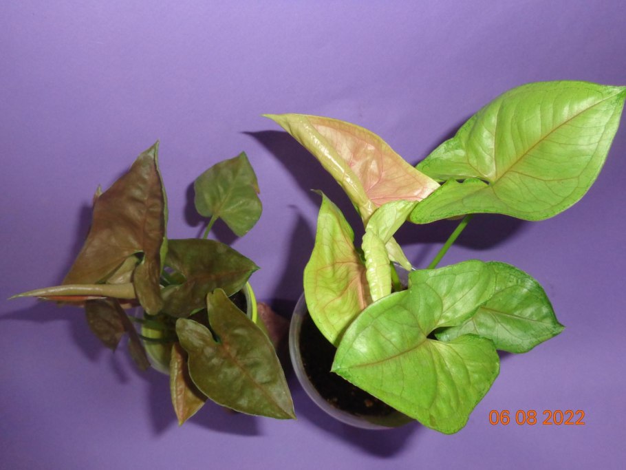 Сингониум Лайма