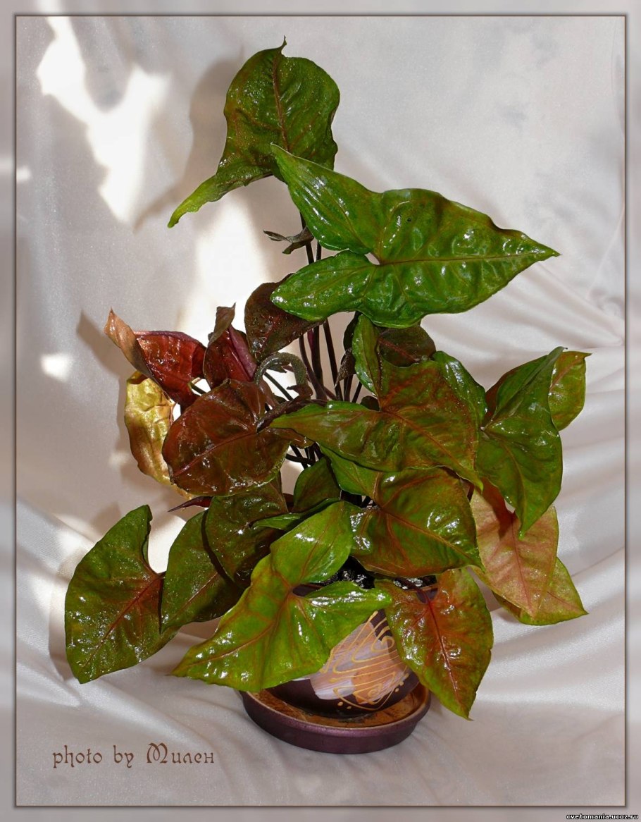 Сингониум шоколад Брауни