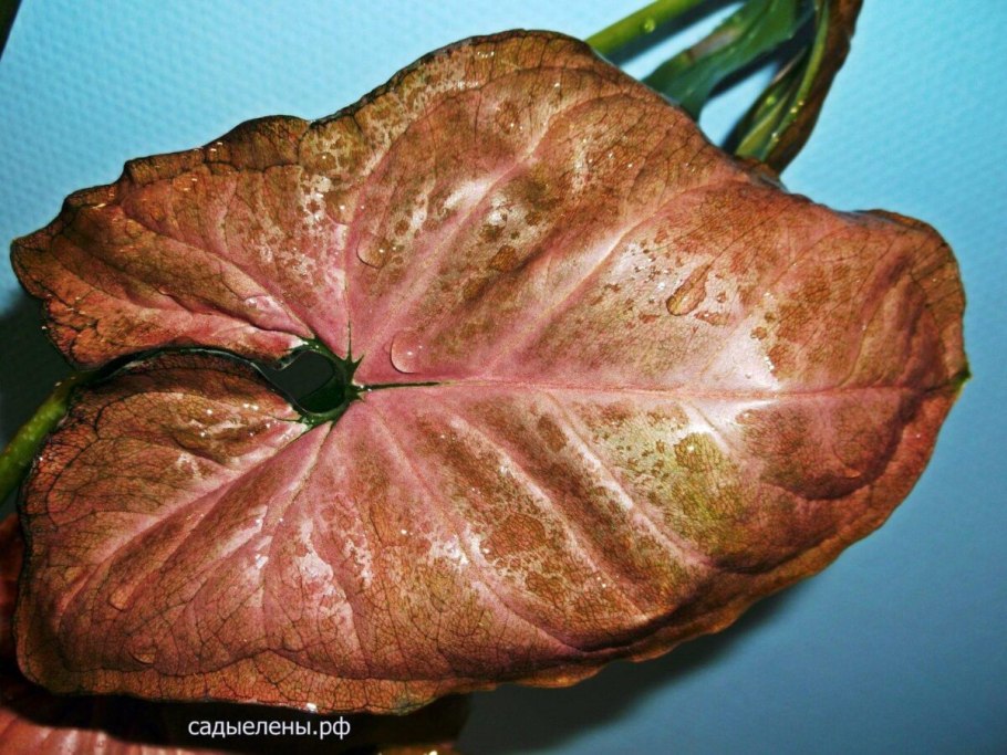 Коллекция сингониумов