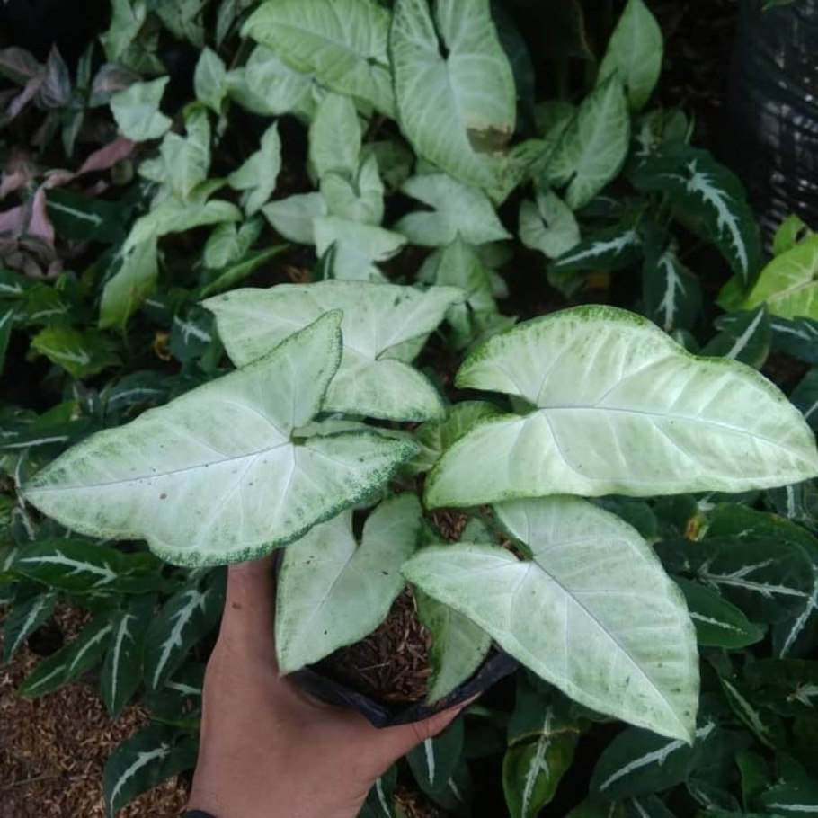 Мотолэнд сингониум