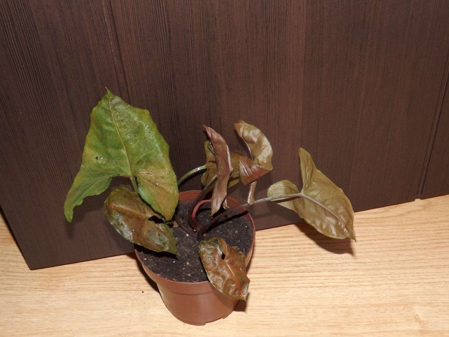 Сингониум Peach