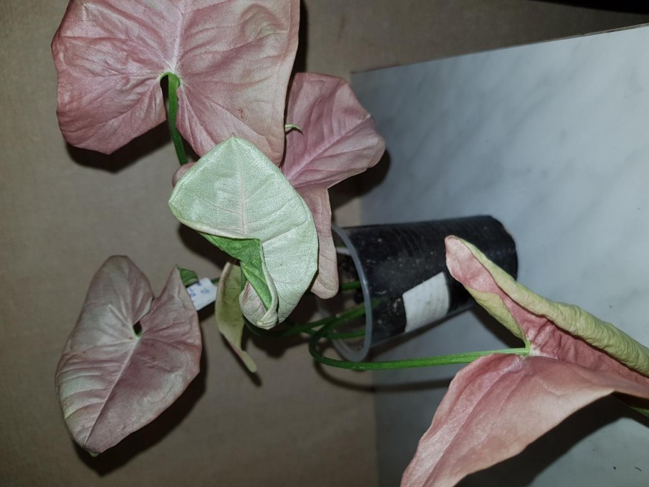 Сингониум Броканте